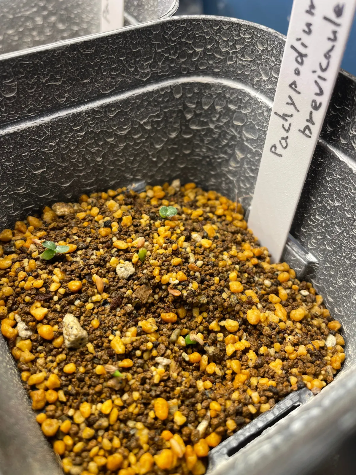 Pachypodium brevicaule (パキポディウム ブレビカウレ（短茎）)