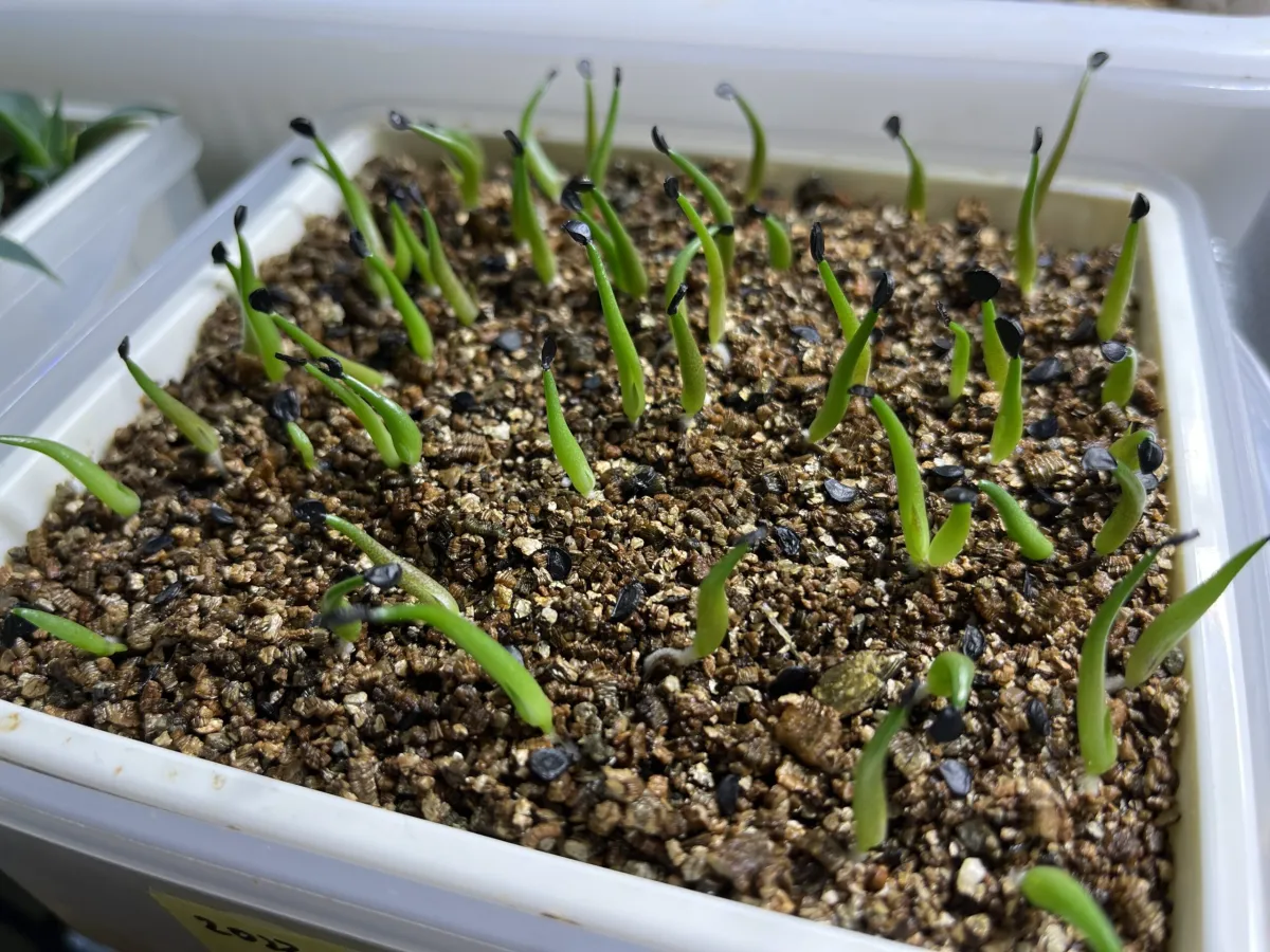 Agave oteroi Lot. (アガベ オテロイ)
