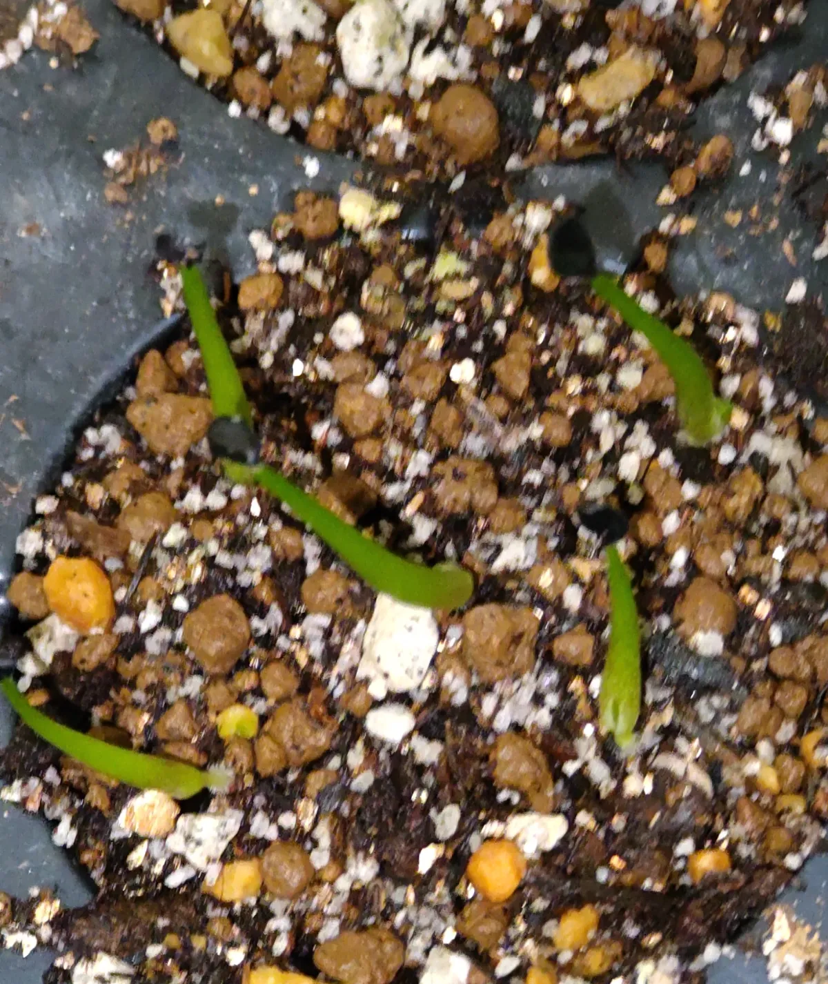 Agave kerchovei (アガベ ワフアパンレッド)