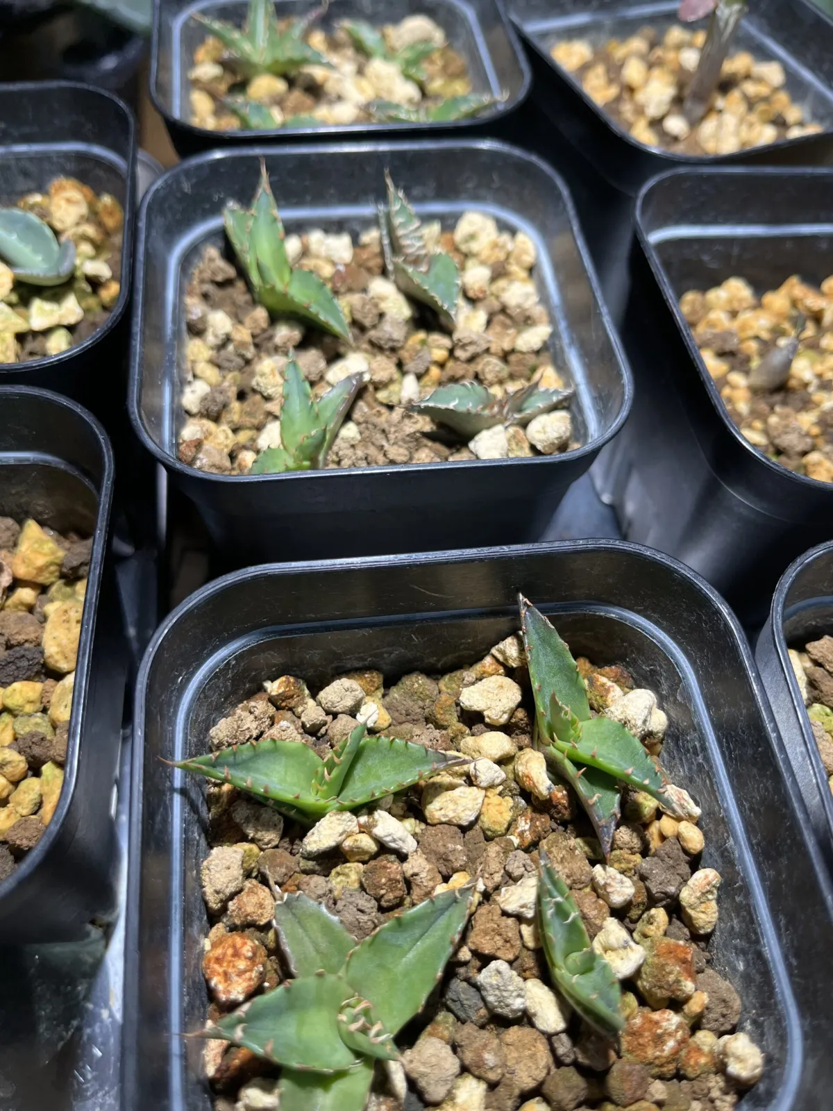 Agave oteroi Lot. (アガベ オテロイ)
