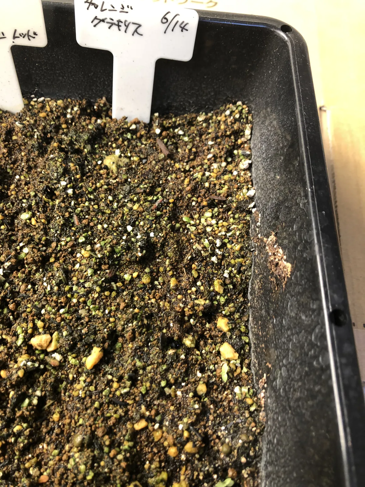 Pachypodium rosulatum var. gracilius ([無料種子] 発芽難 パキポディウム グラキリス　)