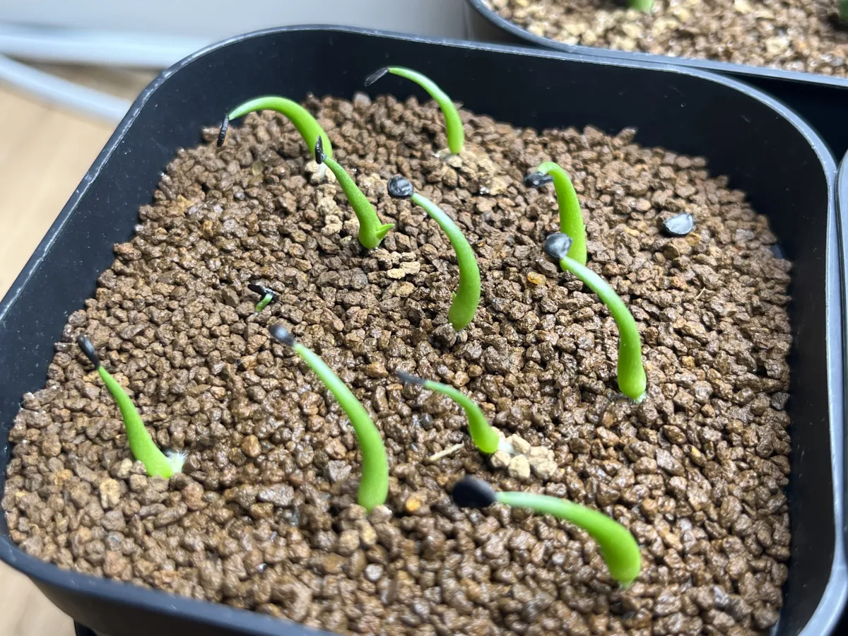 Agave utahensis var. eborispina (アガベ エボリスピナ ヘイフォード)