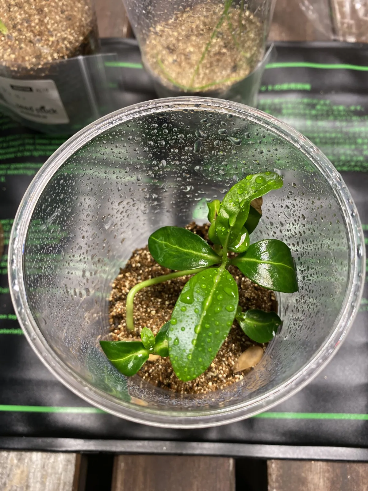 Pachypodium rutenbergianum var. rutenbergianum (パキポディウム ルテンベルギアナム)