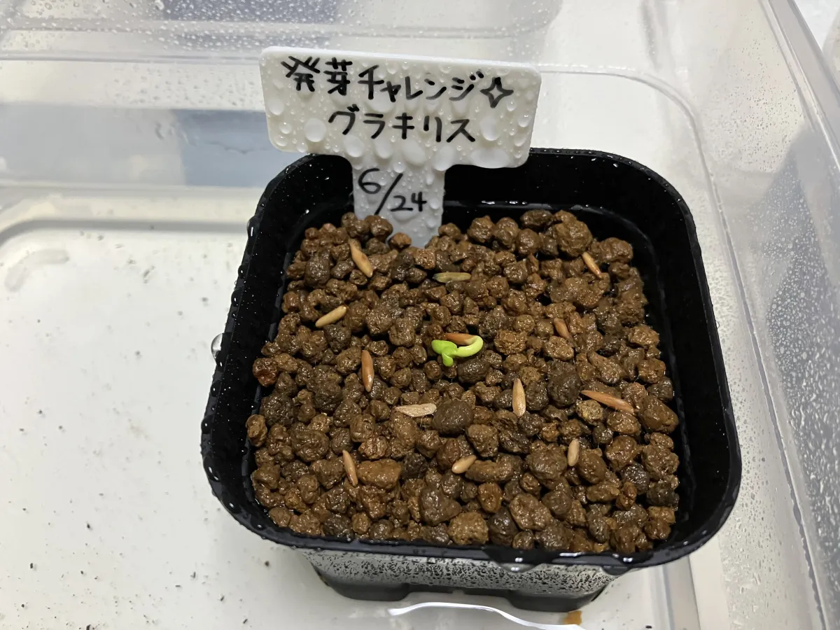 Pachypodium rosulatum var. gracilius ([無料種子] 発芽難 パキポディウム グラキリス　)