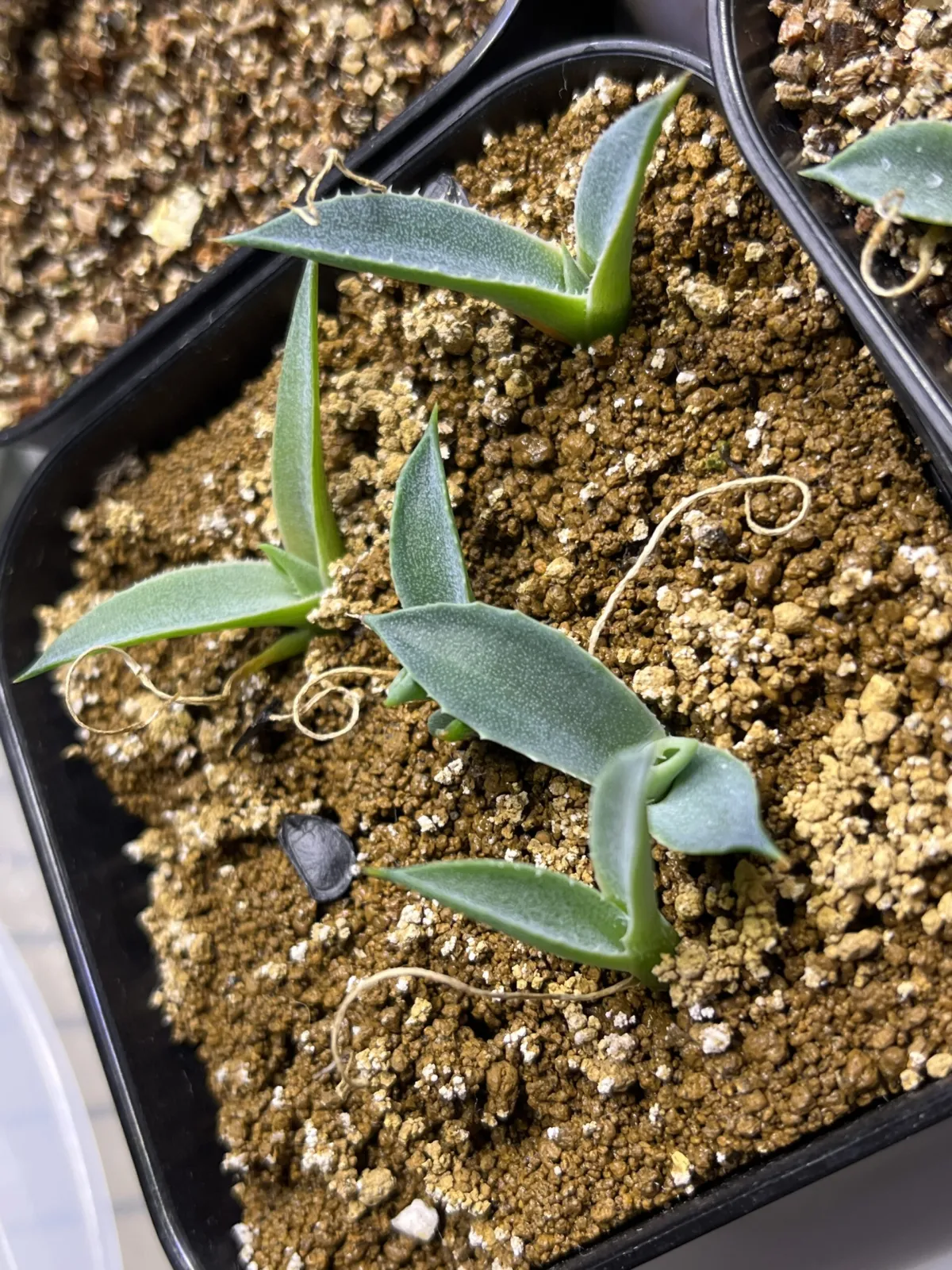 Agave montana (アガベ モンタナ)