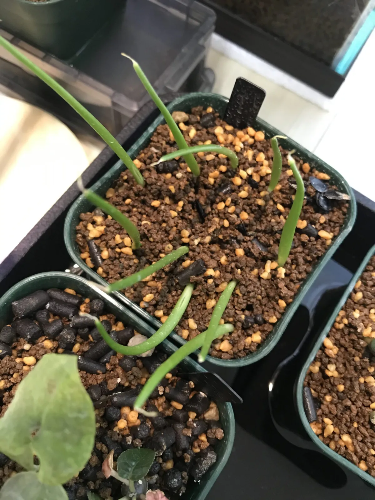 Agave salmiana ssp. crassispina (アガベ サルミアナ クラシスピナ)