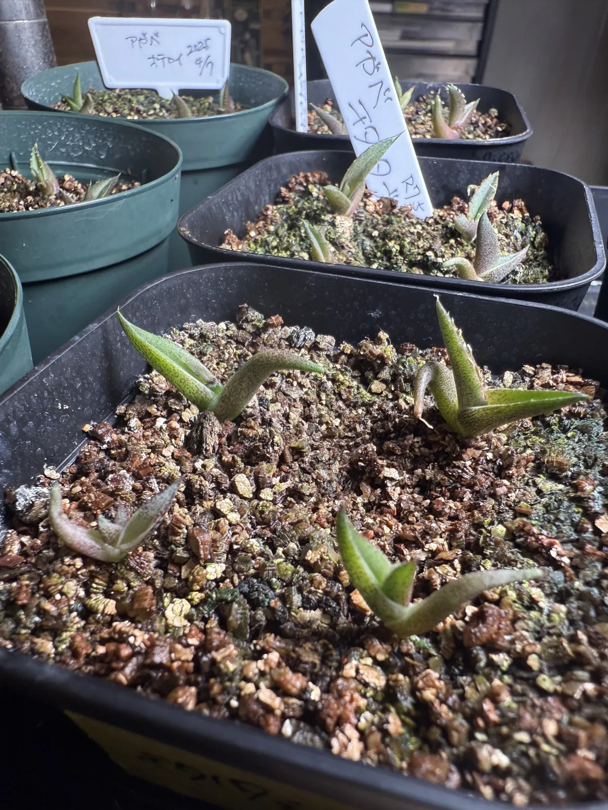 Agave titanota Blue Lot. (アガベ チタノタブルー)