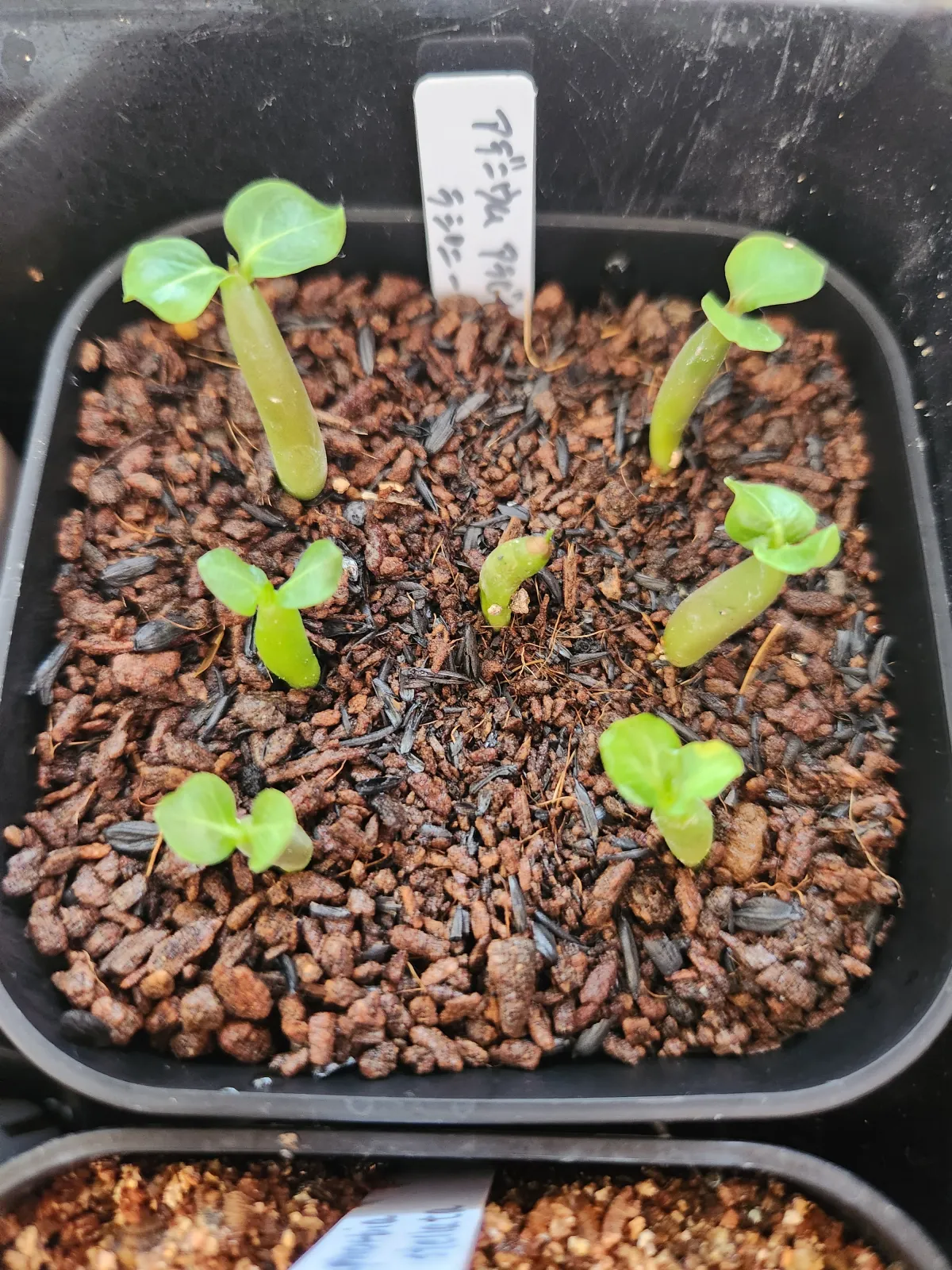 Adenium arabicum rachine (アデニウム アラビカム ラシニー)