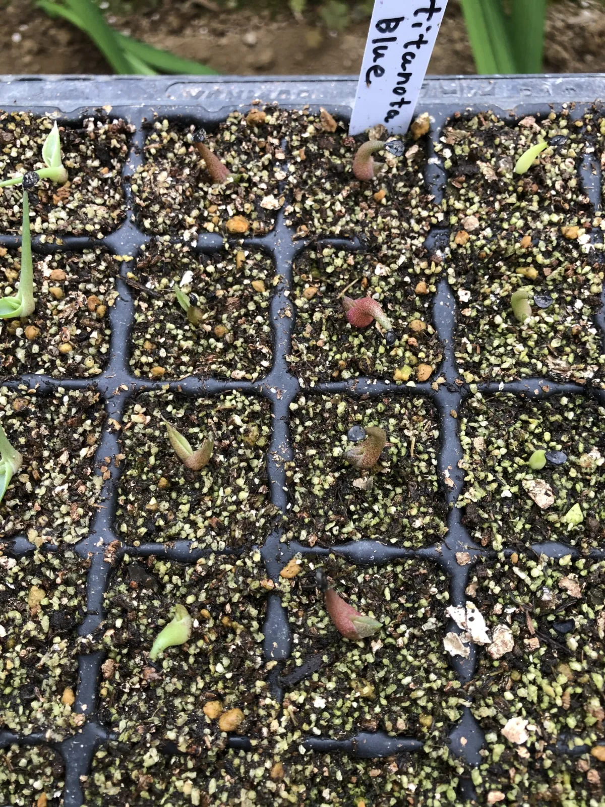 Agave titanota Blue Lot. (アガベ チタノタブルー)