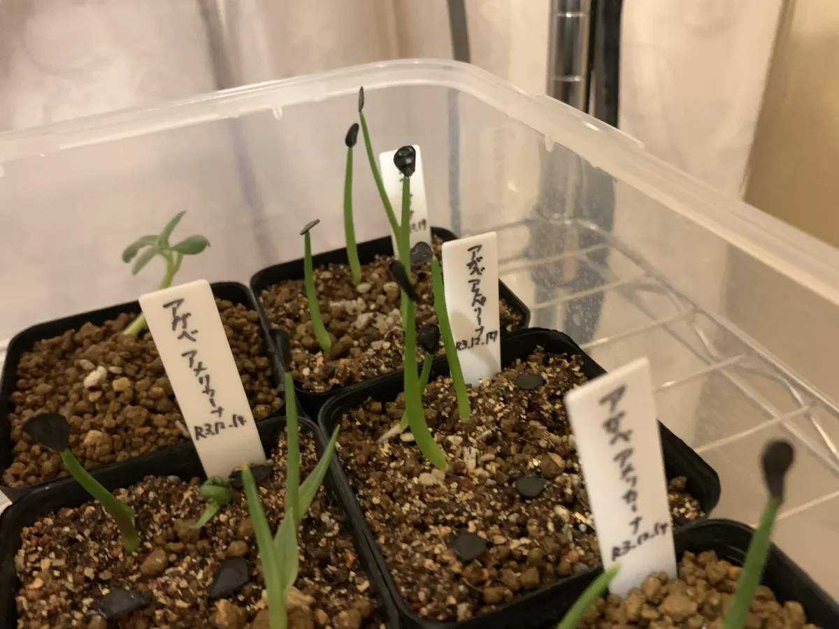Agave asperrima subsp. asperrima (アガベ アスペリーマ)