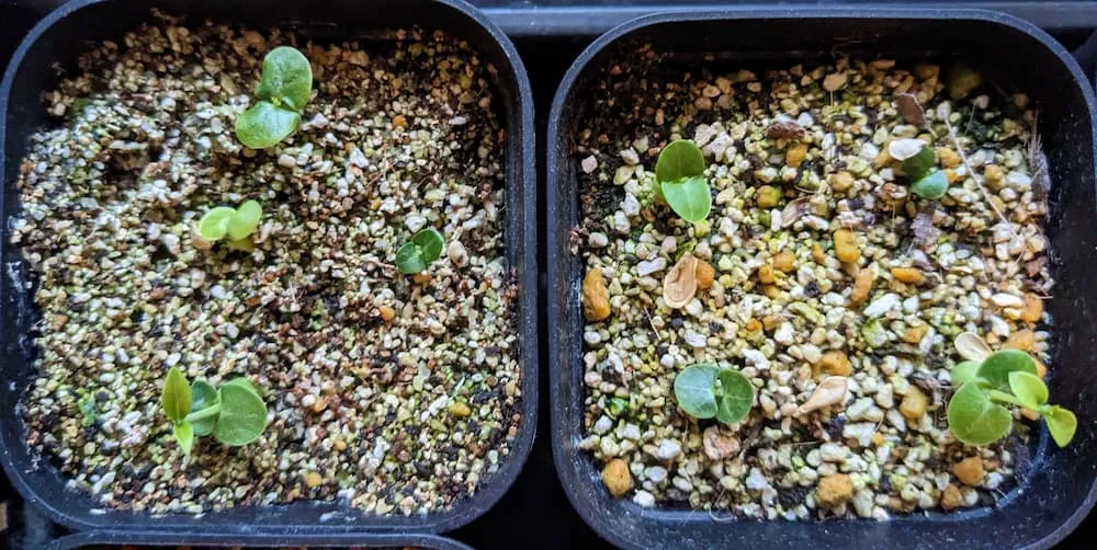 Fockea edulis (フォッケア 火星人)
