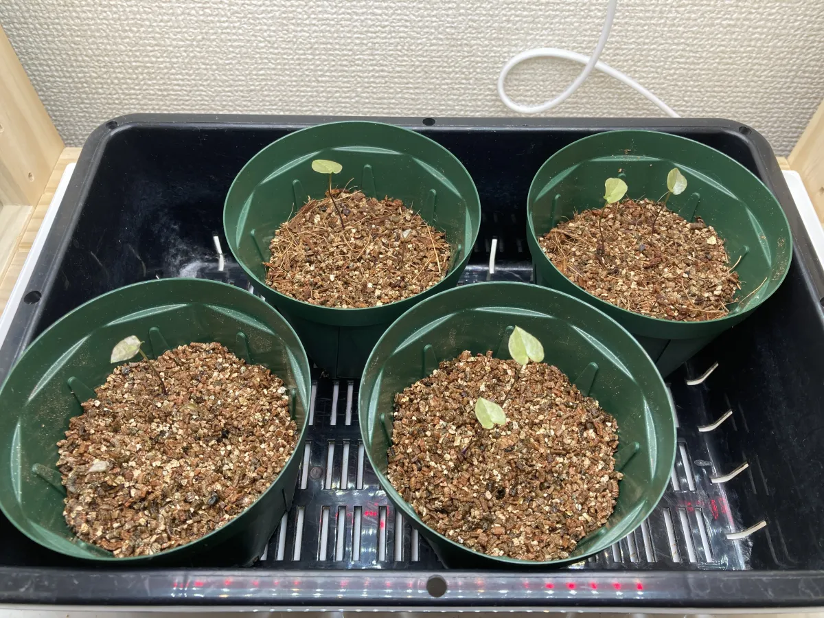 Dioscorea elephantipes (ディオスコレア エレファンティペス)