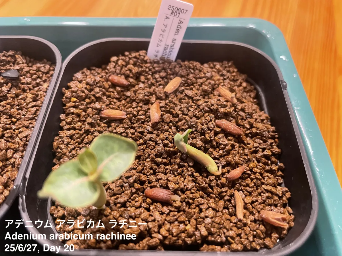 Adenium arabicum rachine (アデニウム アラビカム ラシニー)