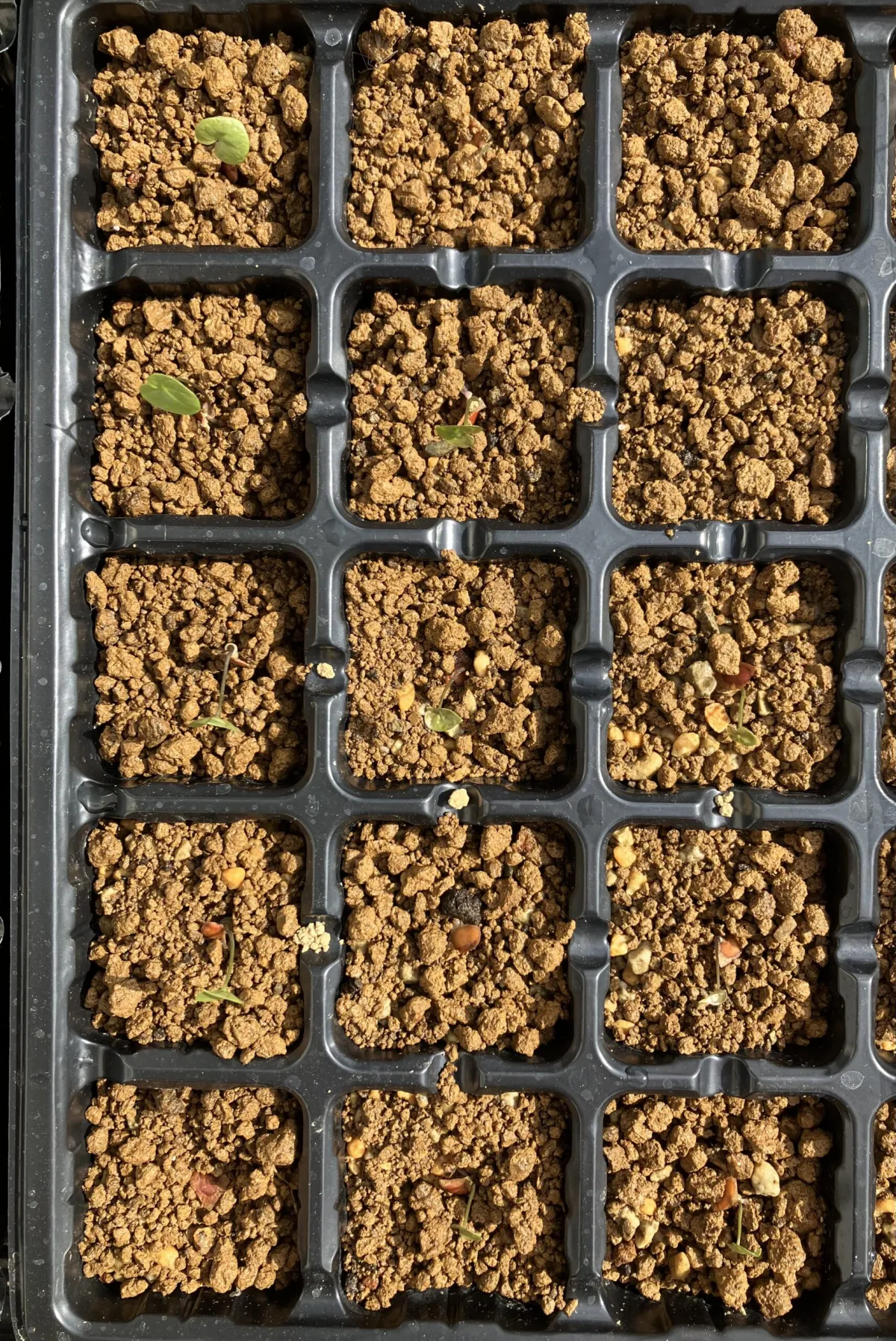 Dioscorea elephantipes (ディオスコレア エレファンティペス)