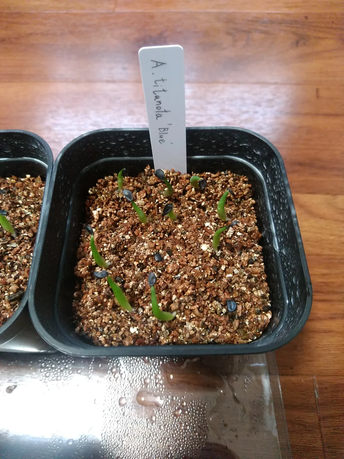 Agave titanota Blue Lot. (アガベ チタノタブルー)