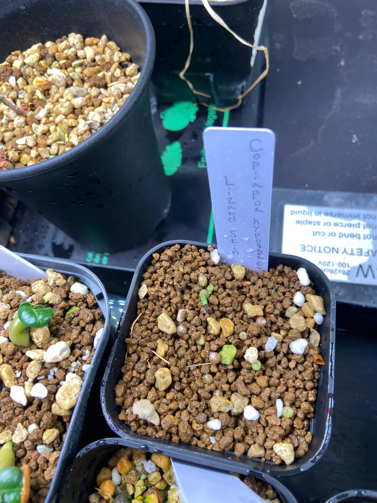 Copiapoa  hypogaea cv. Lizard Skin (コピアポア リザードスキン)
