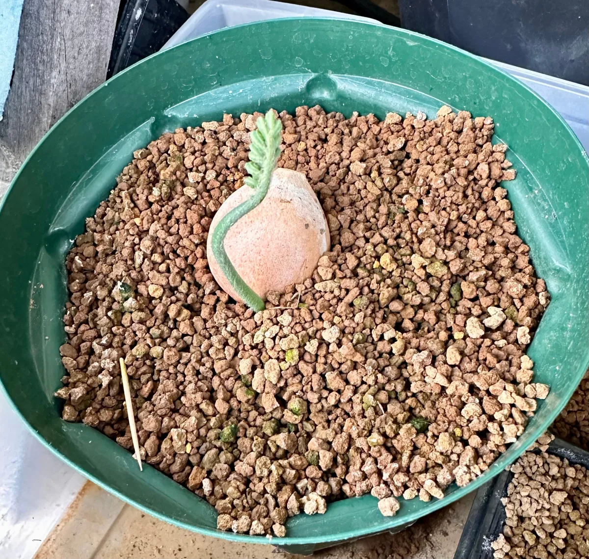 Cycas sp. (サイカス タイシルバー)