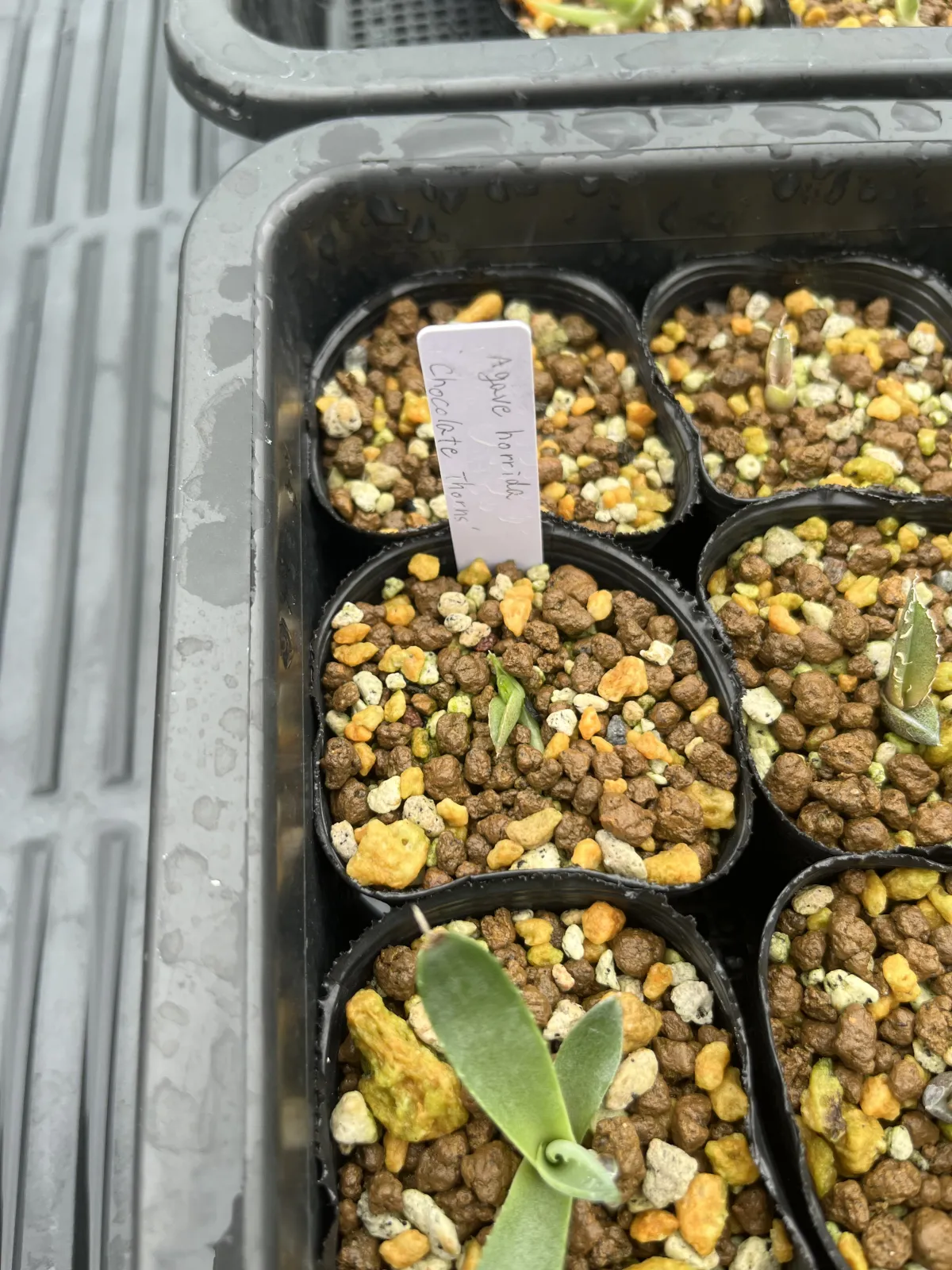 Agave horrida Chocolate Thorns (アガベ ホリダ チョコレートソーン)