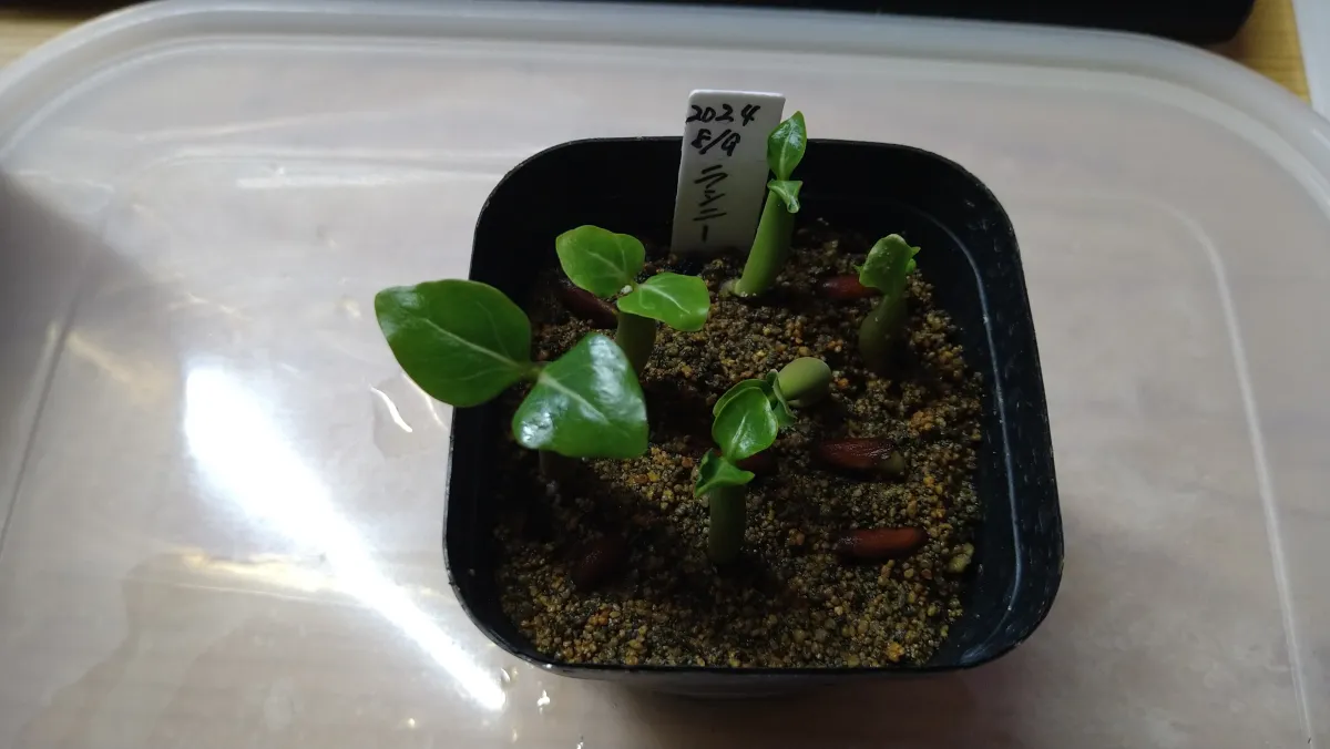 Adenium arabicum rachine (アデニウム アラビカム ラシニー)