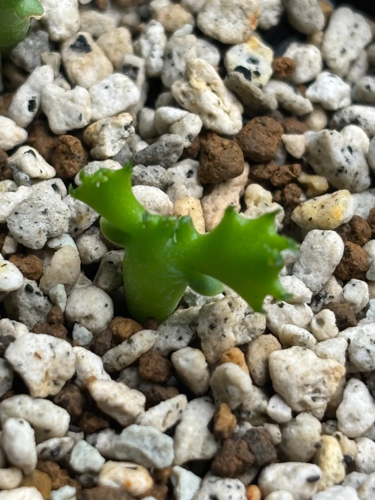 Euphorbia squarosa (ユーフォルビア スクアローサ)