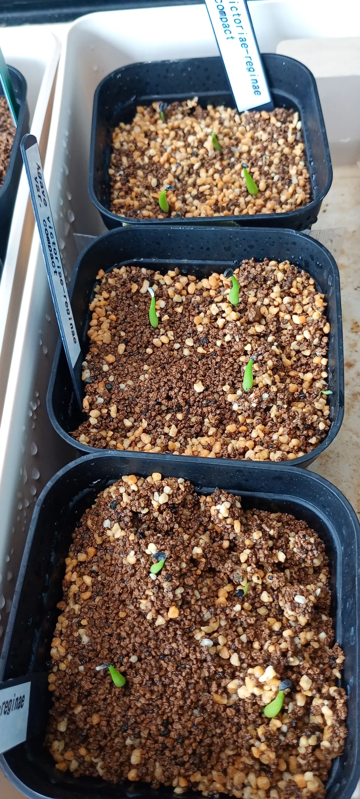 Agave victoriae-reginae var. compact (アガベ ビクトリアレジーナコンパクト)