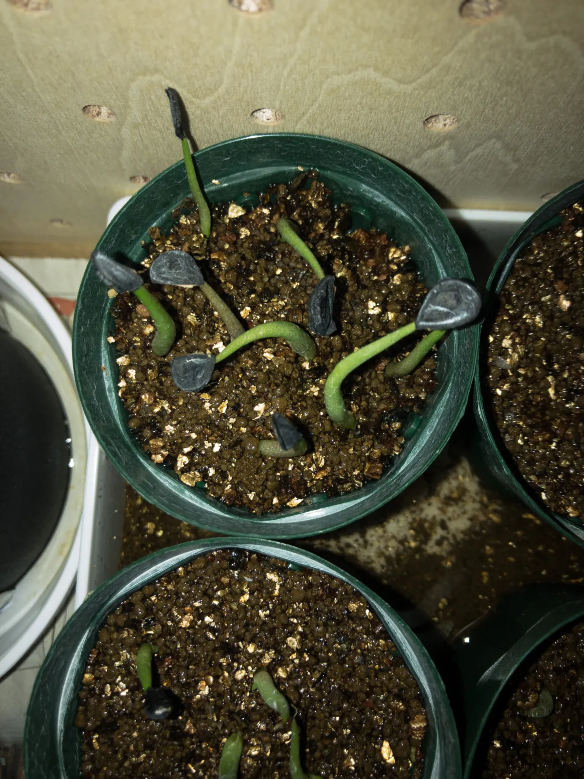Agave macroacantha (アガベ マクロアカンサ)