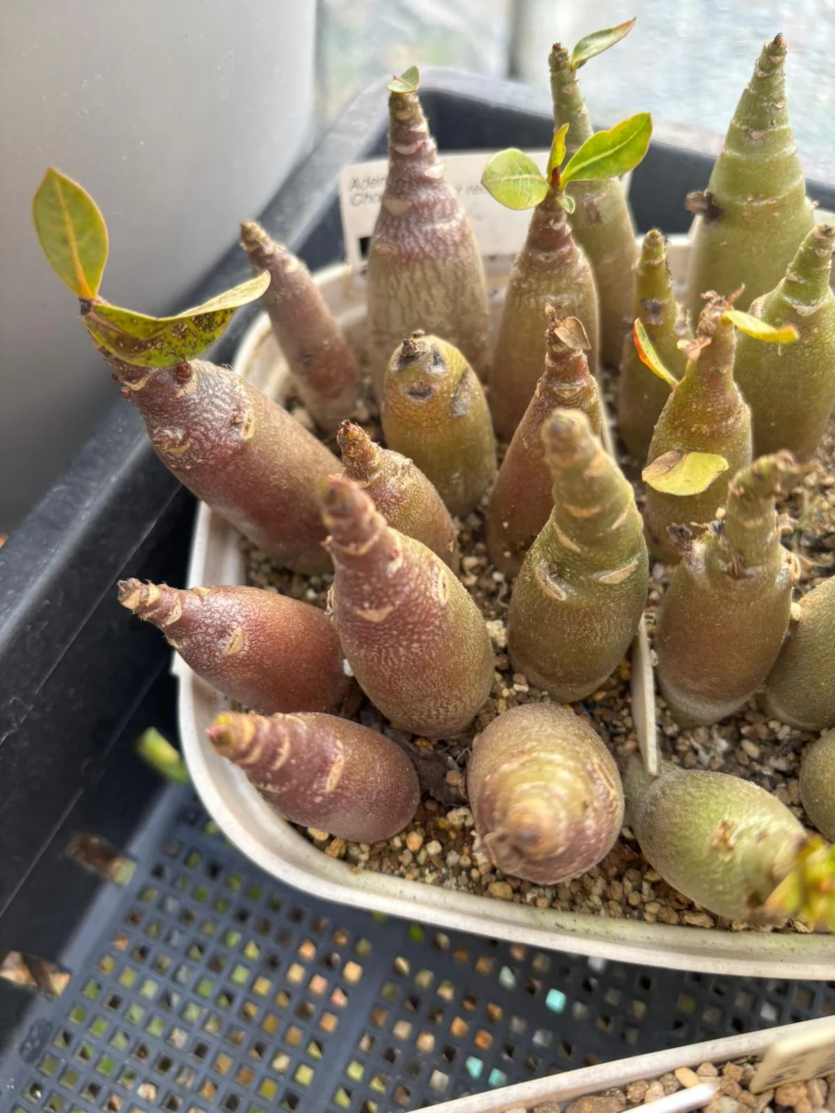 Choco X SPR Adenium Choco X Super red (アデニウム)