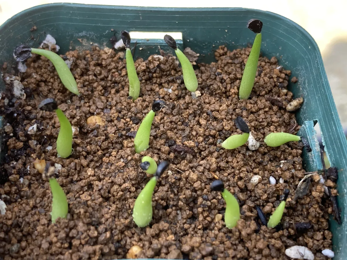 Agave victoriae-reginae ssp. swobodae (アガベ スワボダエ コンパクタ)
