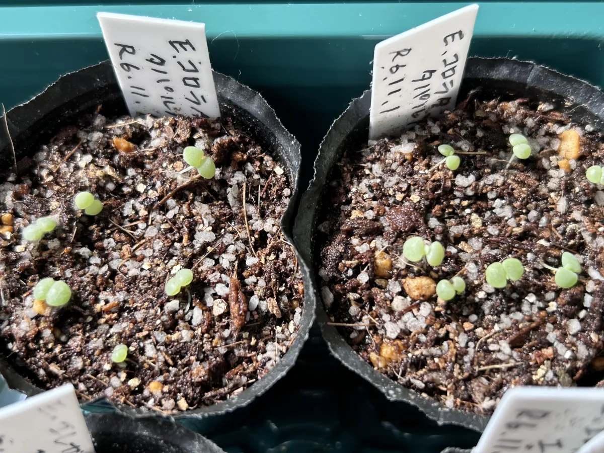 Echeveria colorata Tapalpa (エケベリア コロラタ タパルパ)