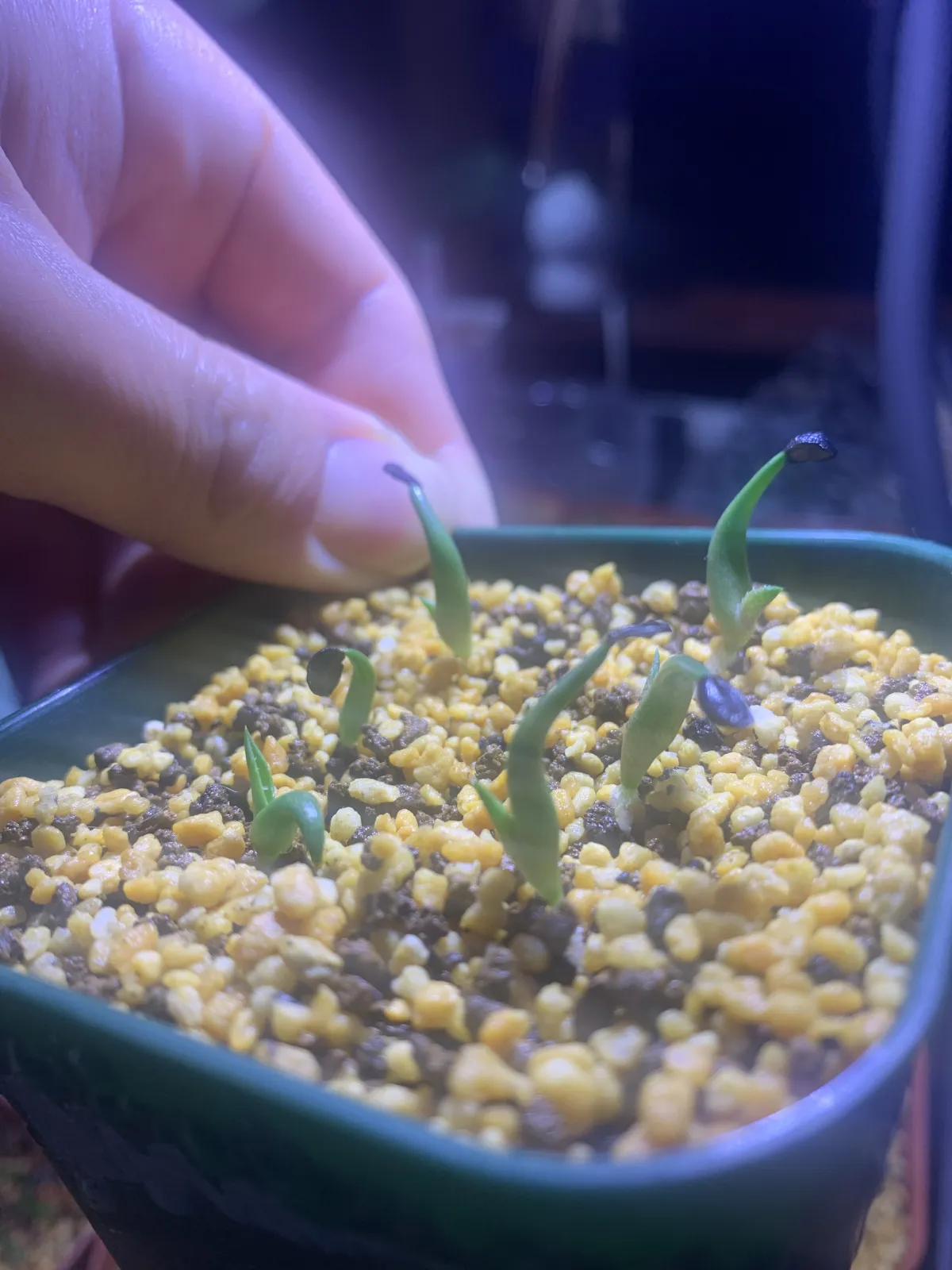 Agave kerchovei (アガベ ワフアパンレッド)