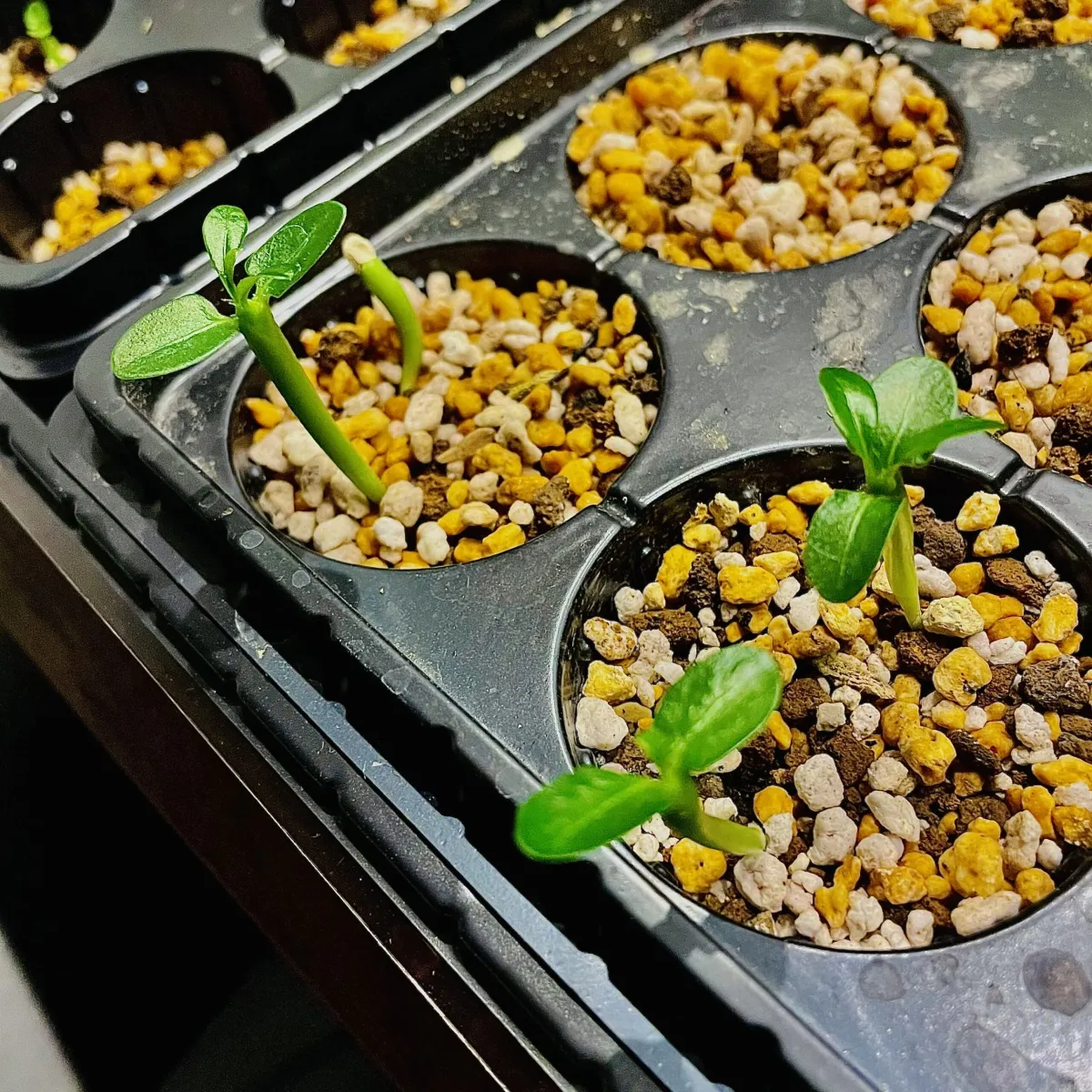 Pachypodium lamerei (パキポディウム ラメレイ)