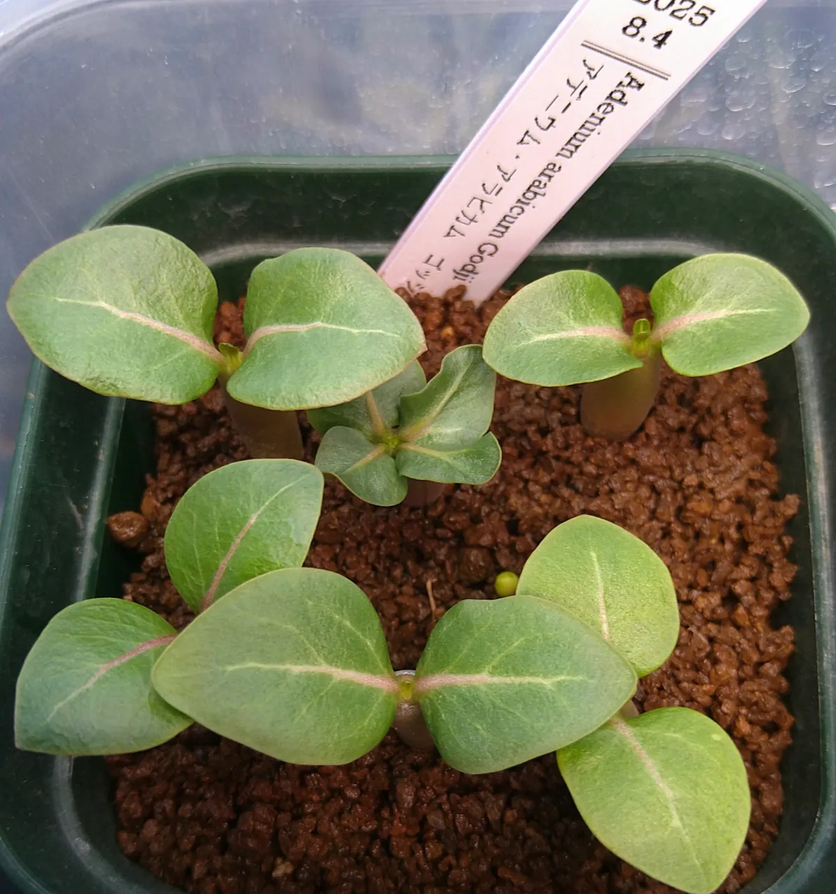 Adenium arabicum Godji (アデニウム アラビカムゴッジ)