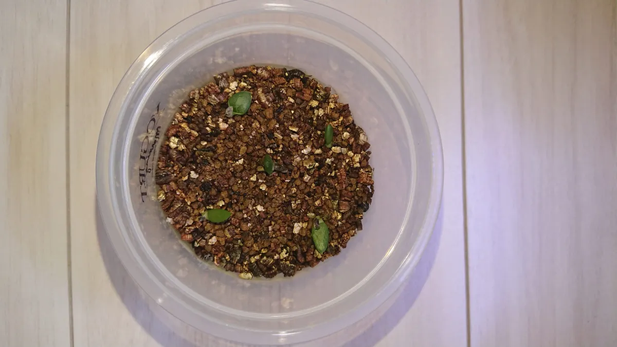 Aloe broomii (アロエ ブルーミー)