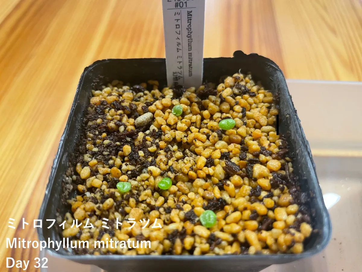 Mitrophyllum mitratum (ミトロフィルム ミトラツム)
