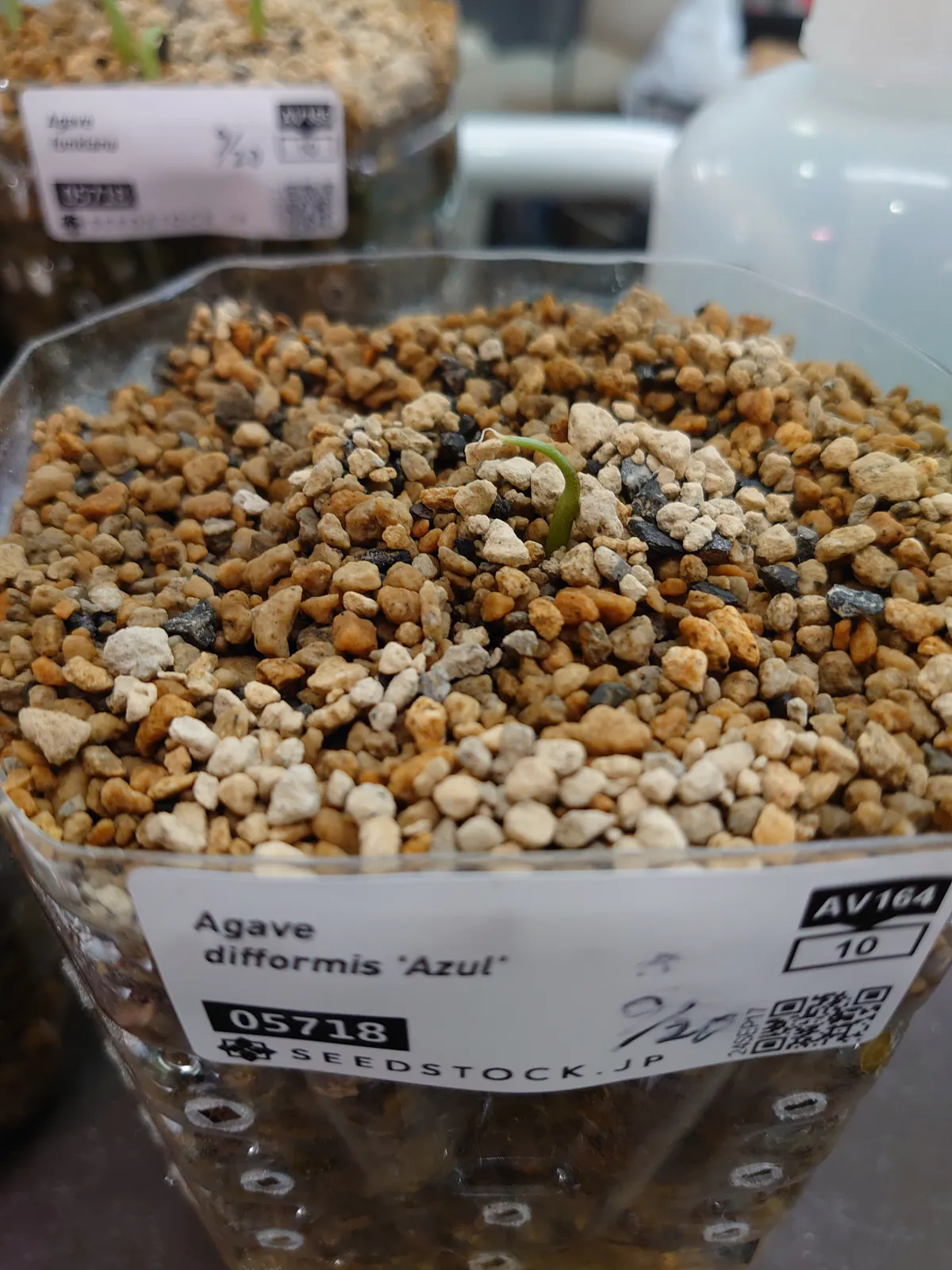 Agave difformis (アガベ ディフォルミス アズール)