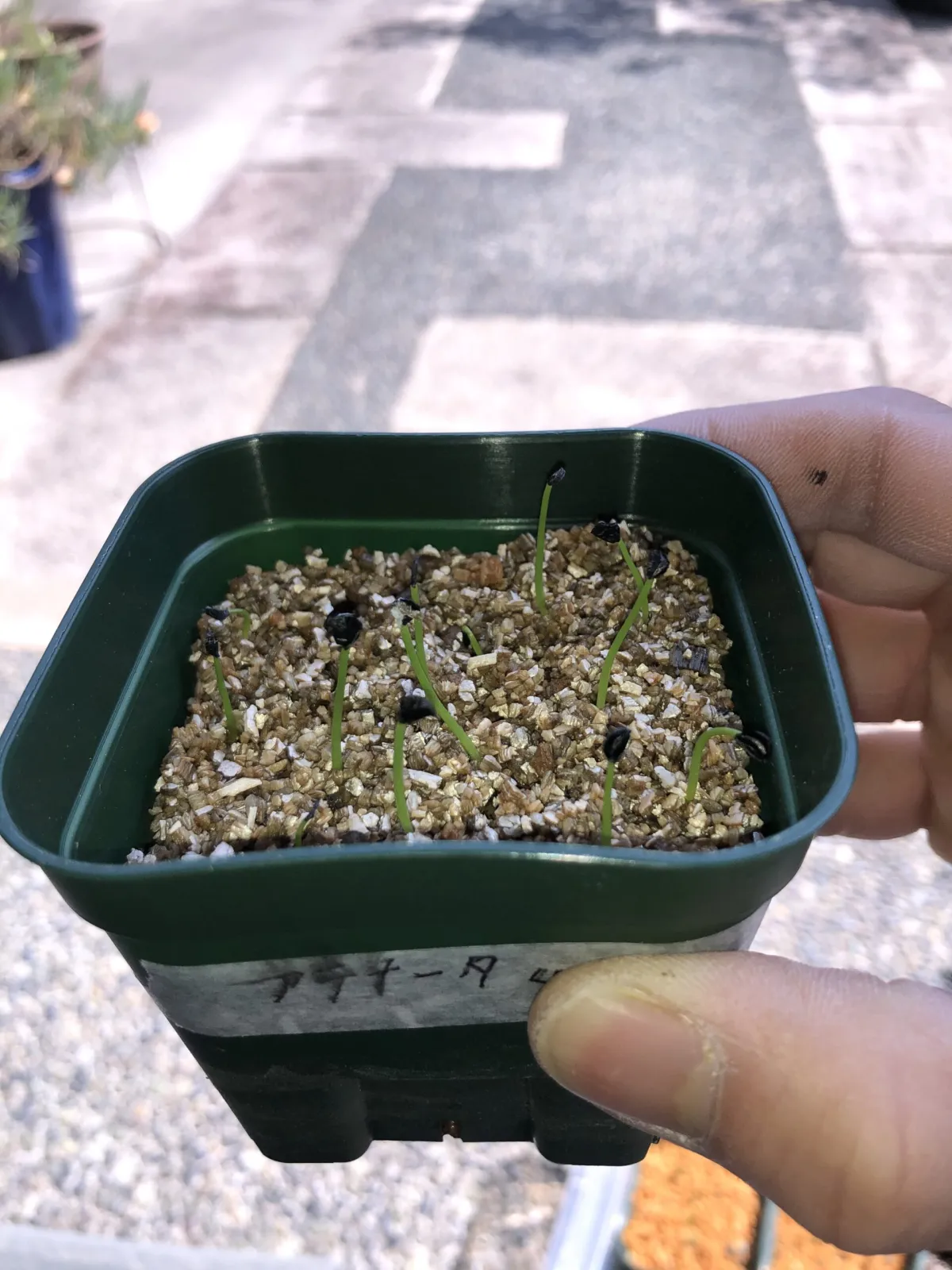 Agave attenuata (アガベ アテナータ)