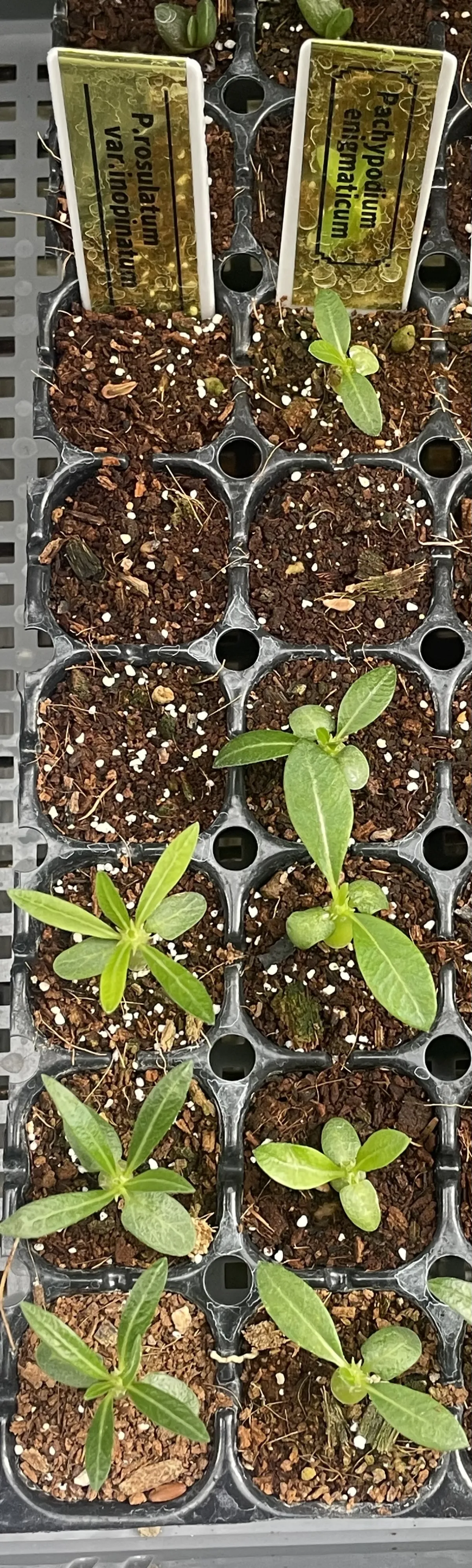 Pachypodium enigmaticum (パキポディウム エニグマチカム)
