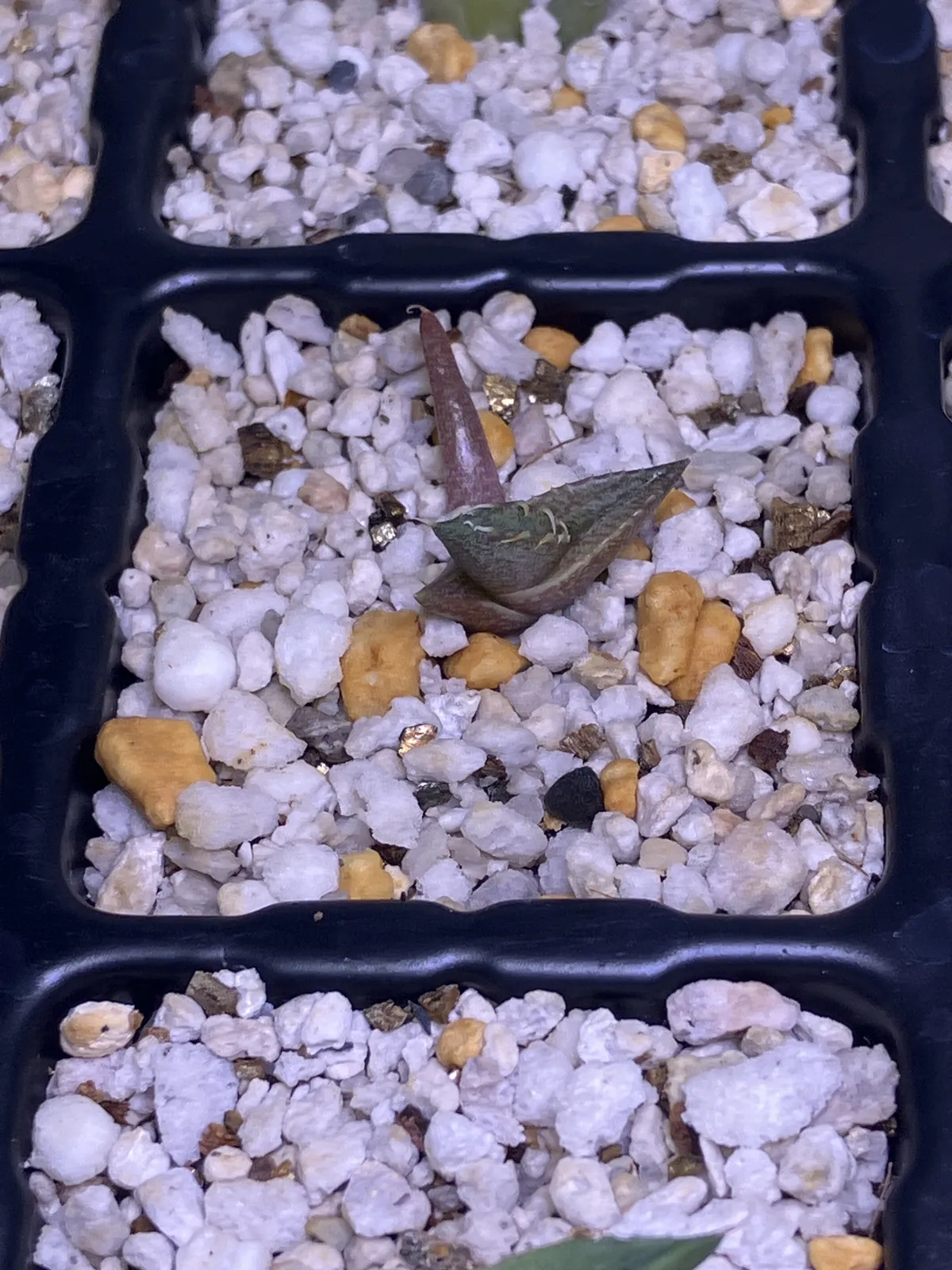 Agave titanota Blue Lot. (アガベ チタノタブルー)