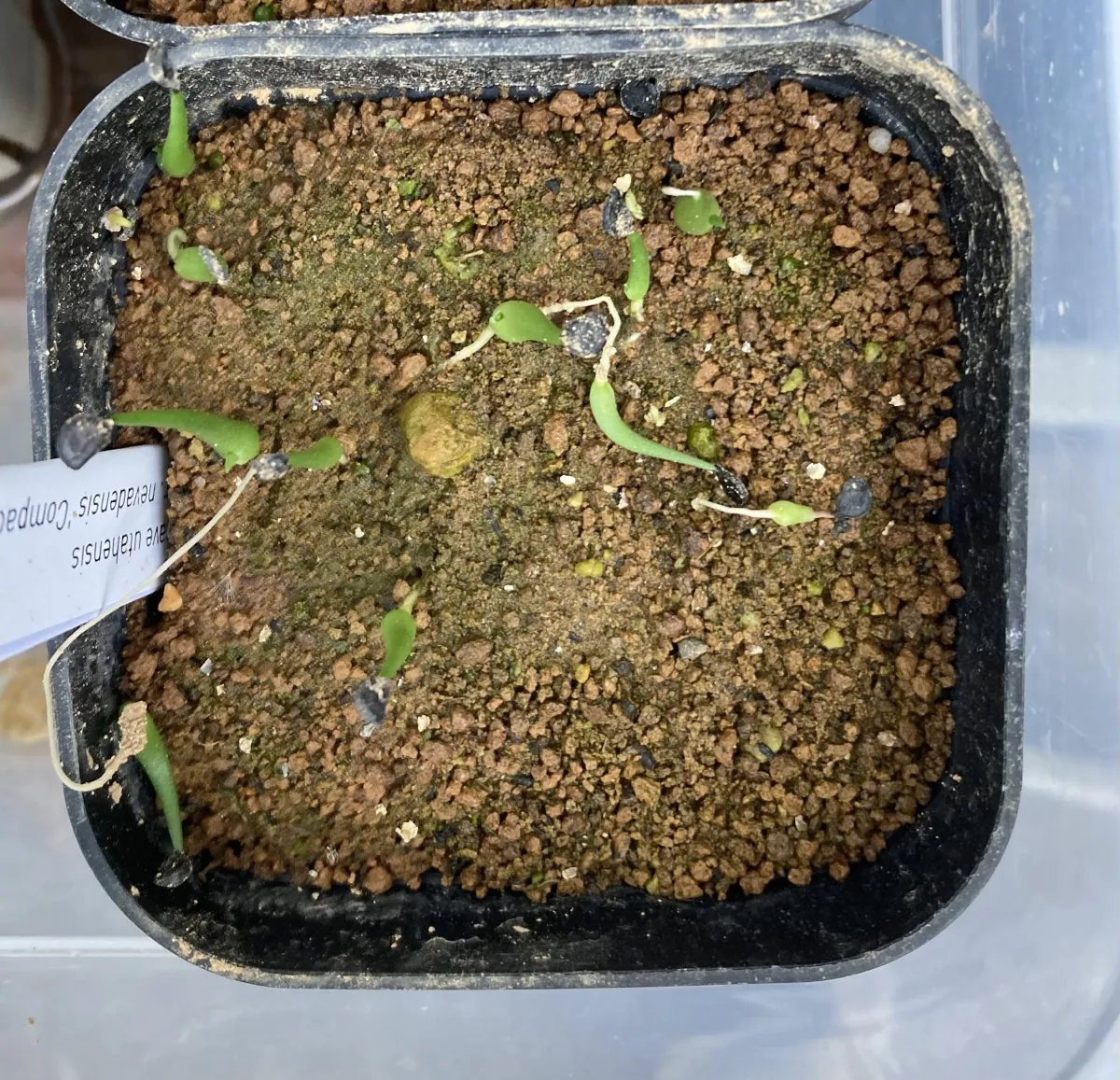 Agave utahensis v. nevadensis Compacta (アガベ ネバデンシス コンパクタ)