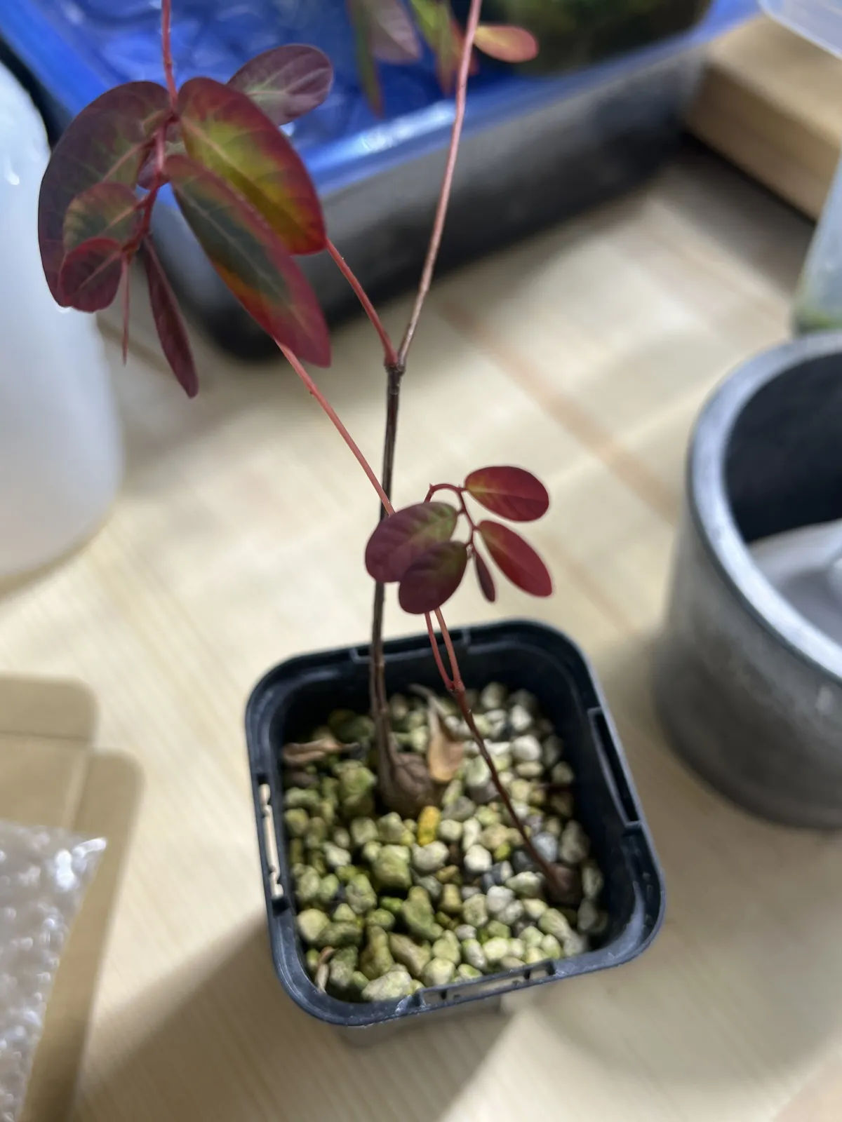 Phyllanthus mirabilis (フィランサス ミラビリス)