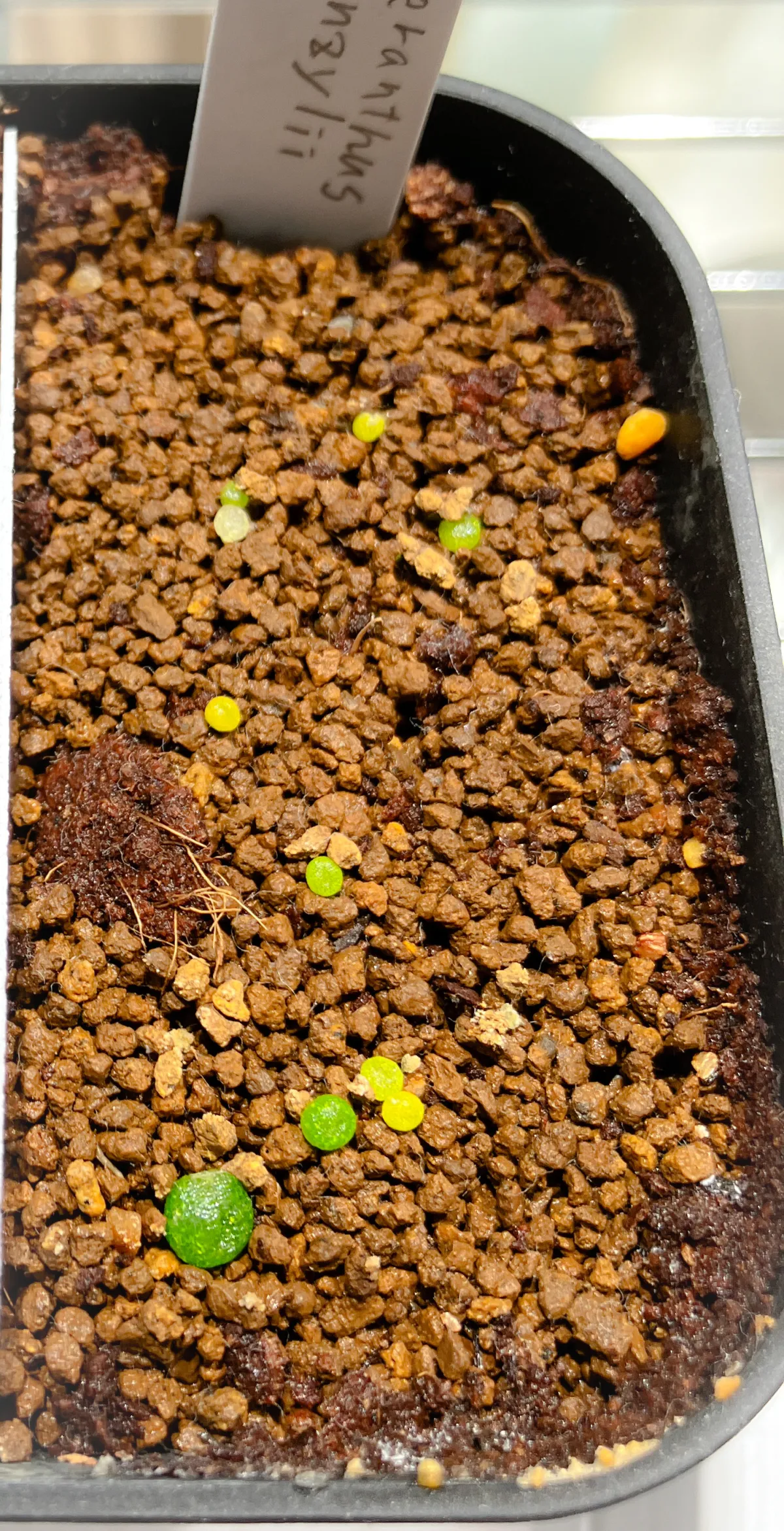 Dinteranthus vanzylii (ディンテランタス 綾耀玉)