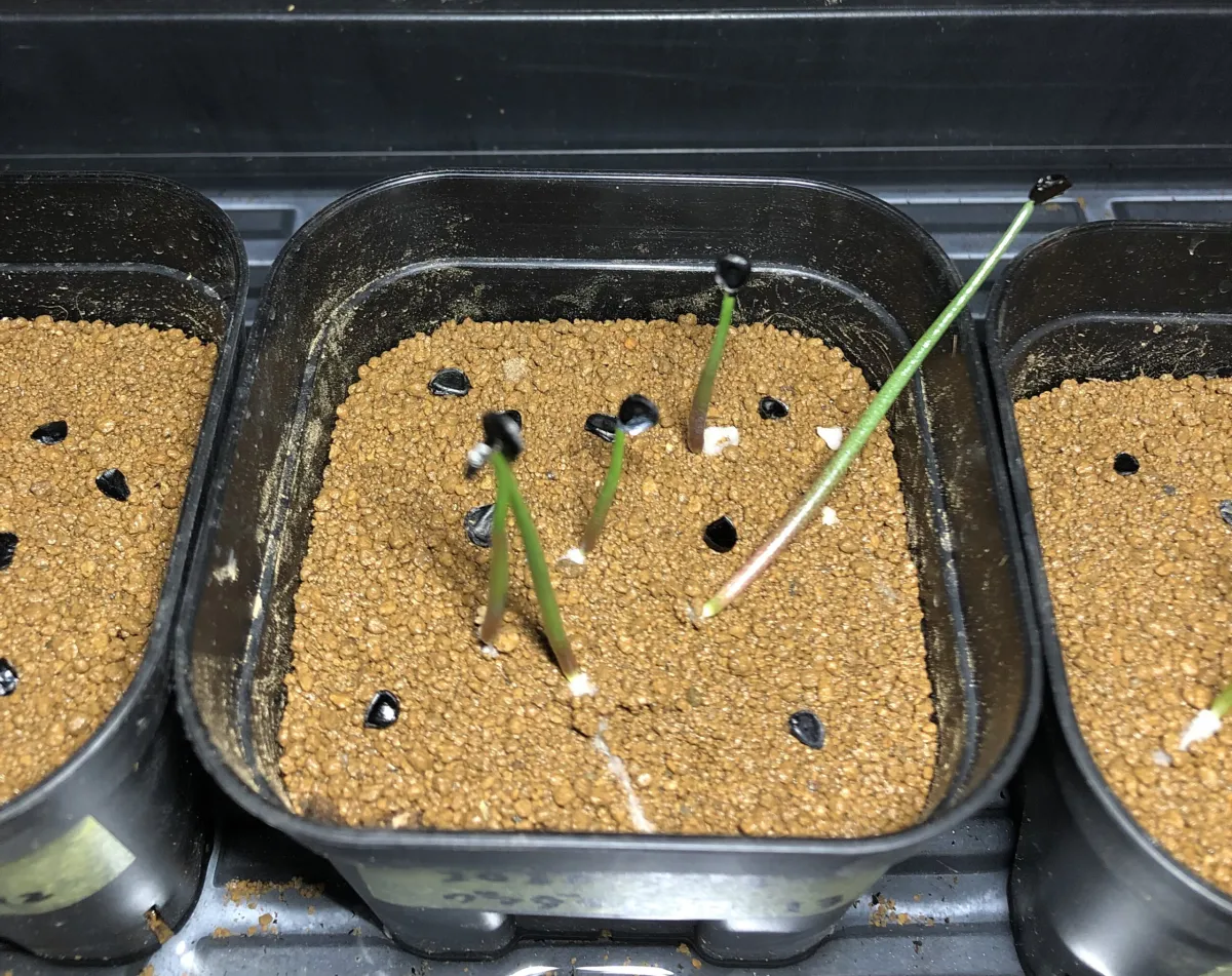 Agave guadalajarana (アガベ グアダラハラナ)