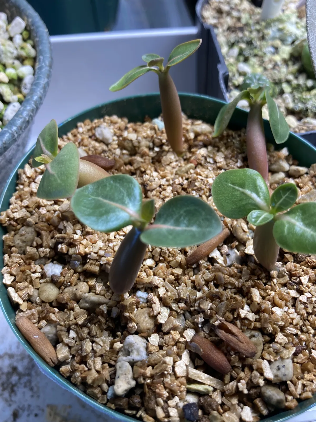 Adenium arabicum Godji (アデニウム アラビカムゴッジ)
