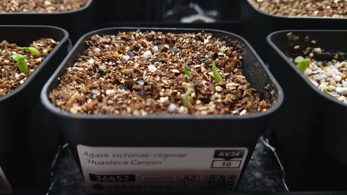 Agave victoriae-reginae Huasteca Canyon (アガベ フアステカキャニオン)