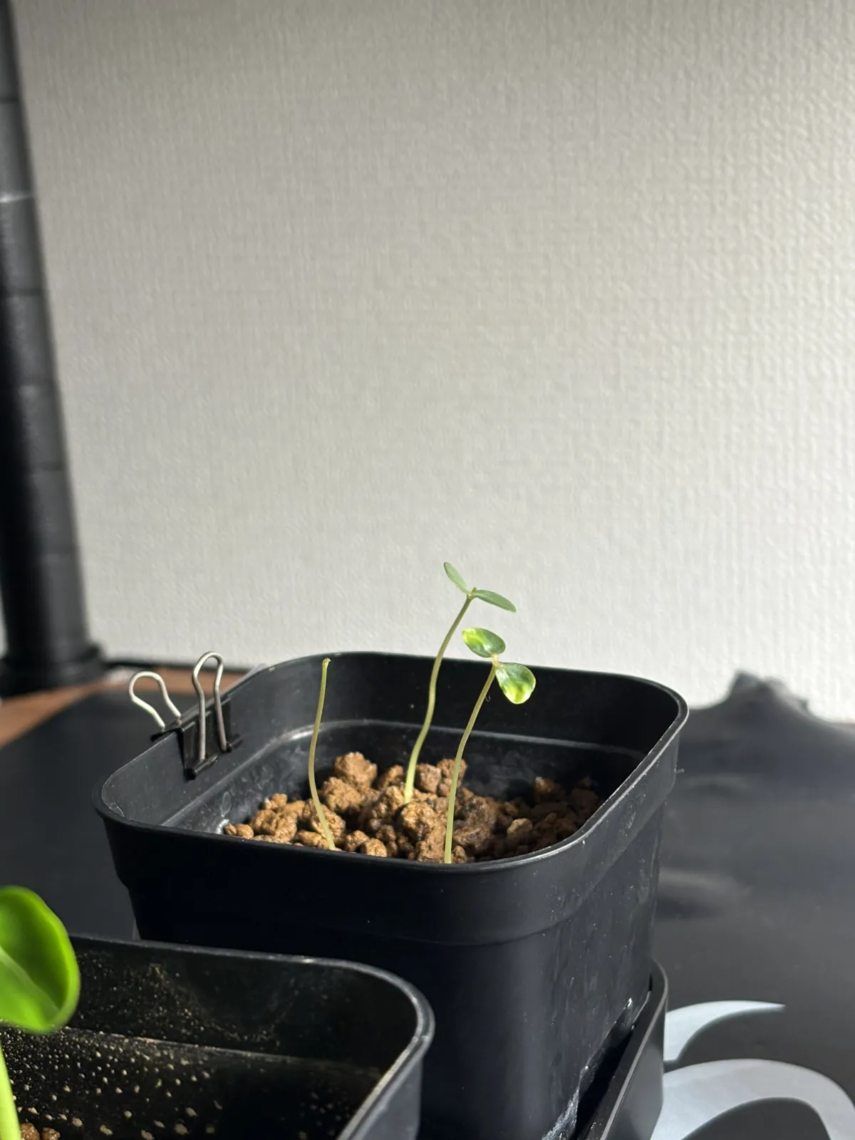 Phyllanthus mirabilis (フィランサス ミラビリス)