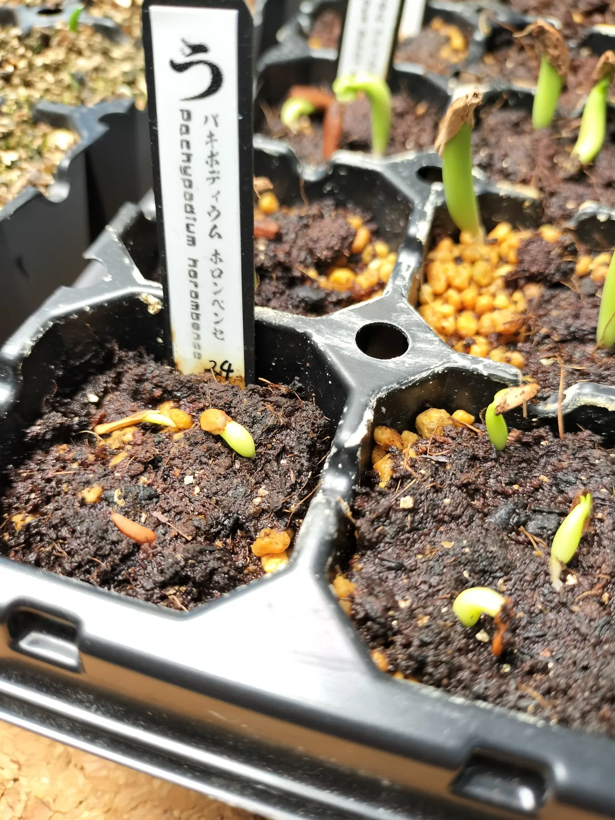 Pachypodium horombense (パキポディウム ホロンベンセ)