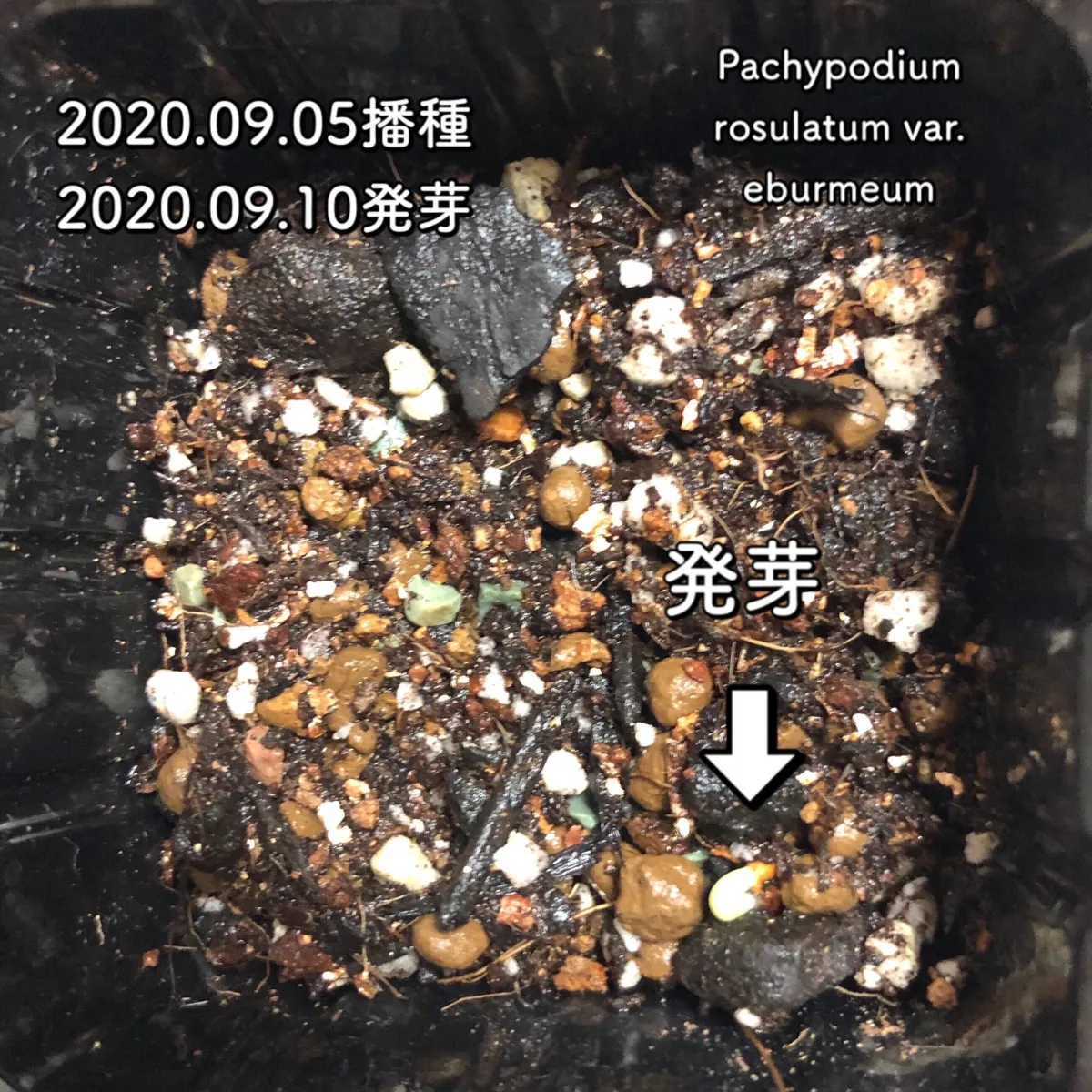 Pachypodium rosulatum var. eburneum (パキポディウム エブレネウム)