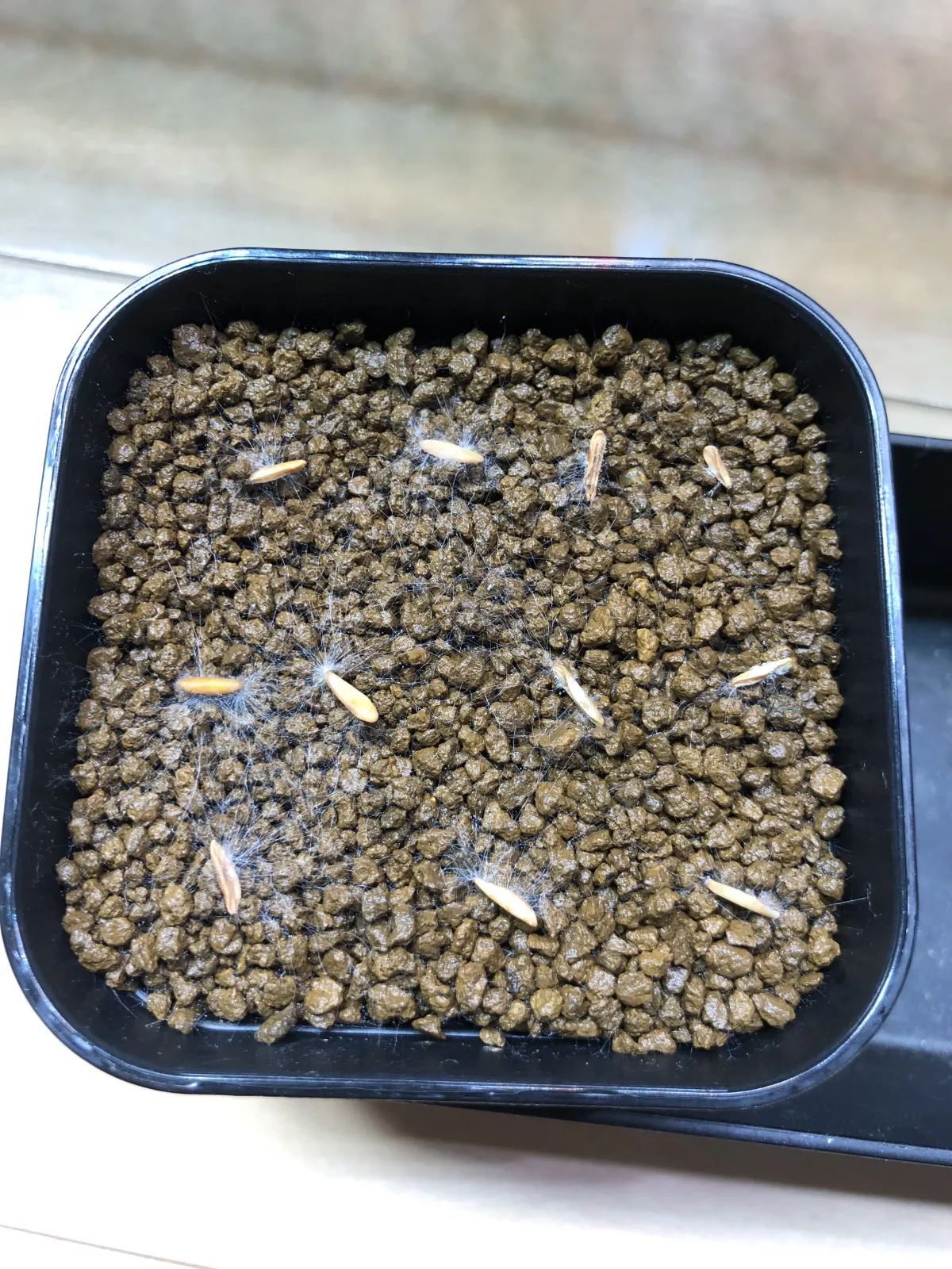Pachypodium rosulatum var. gracilius ([無料種子] 発芽難 パキポディウム グラキリス　)