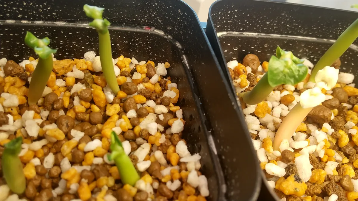 KHZ Adenium thai socotranum KHZ (アデニウム タイ ソコトラナム)