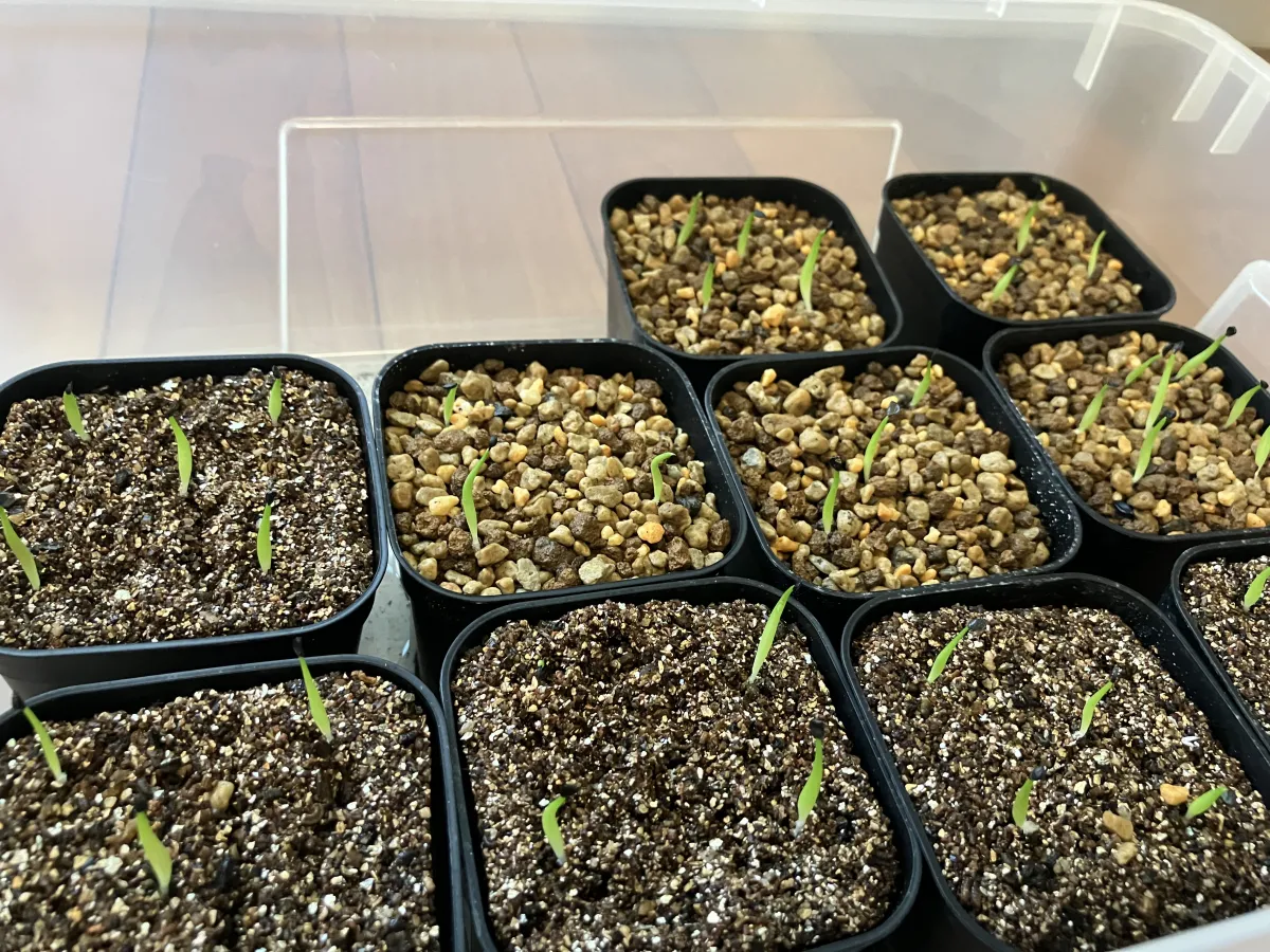 Agave oteroi Lot. (アガベ オテロイ)